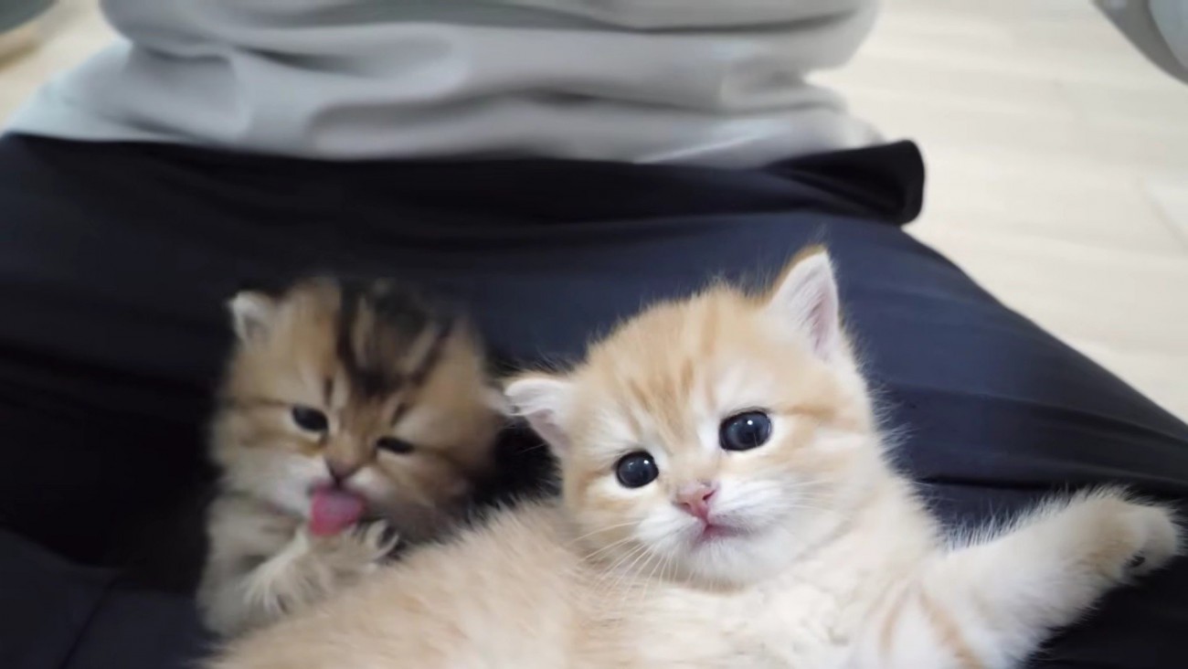 飼い主さんの膝でリラックスし、毛づくろいも