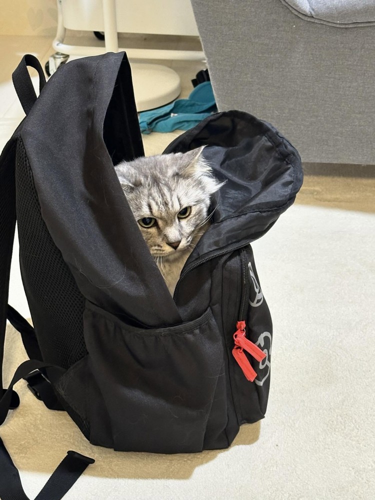 リュックに入った猫