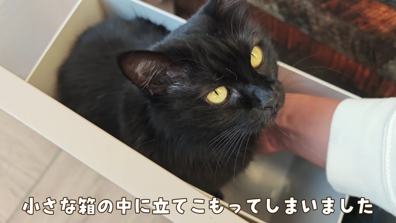 箱に入ったモカちゃん