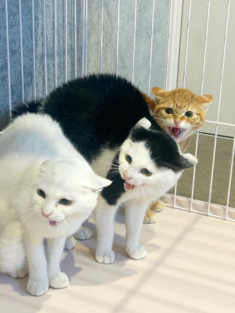 シャーする3匹の猫