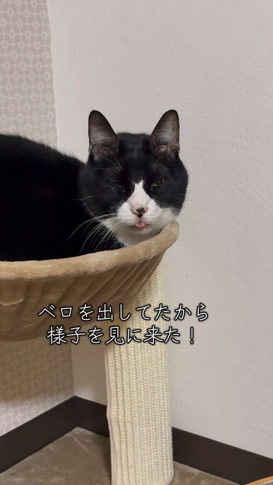 舌を出したまままどろむ猫さん