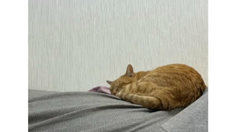 寝ている猫とシュシュ