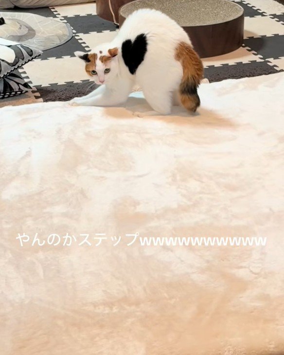 背中を丸める猫