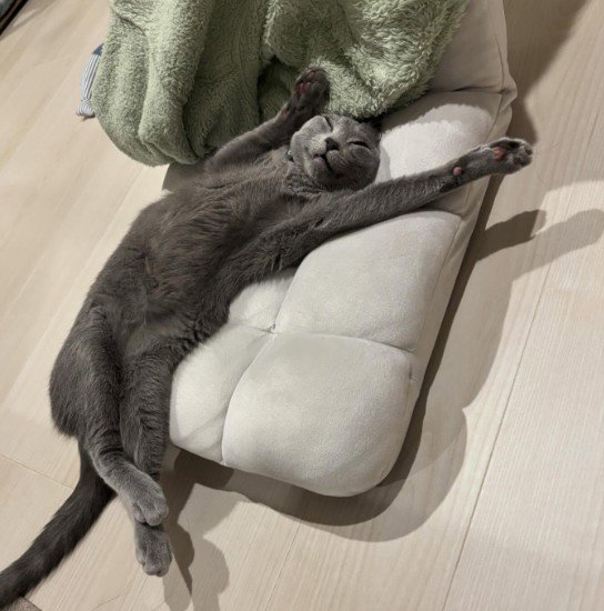 仰向けに伸びている猫