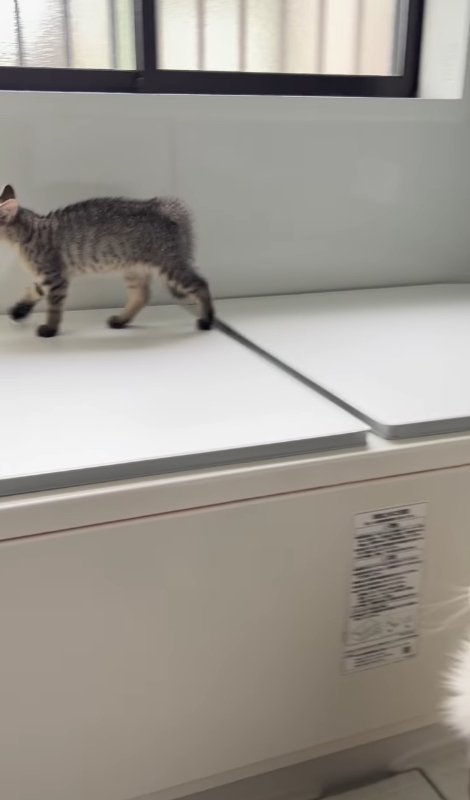 バスタブの蓋の上を歩く顔が見切れた子猫