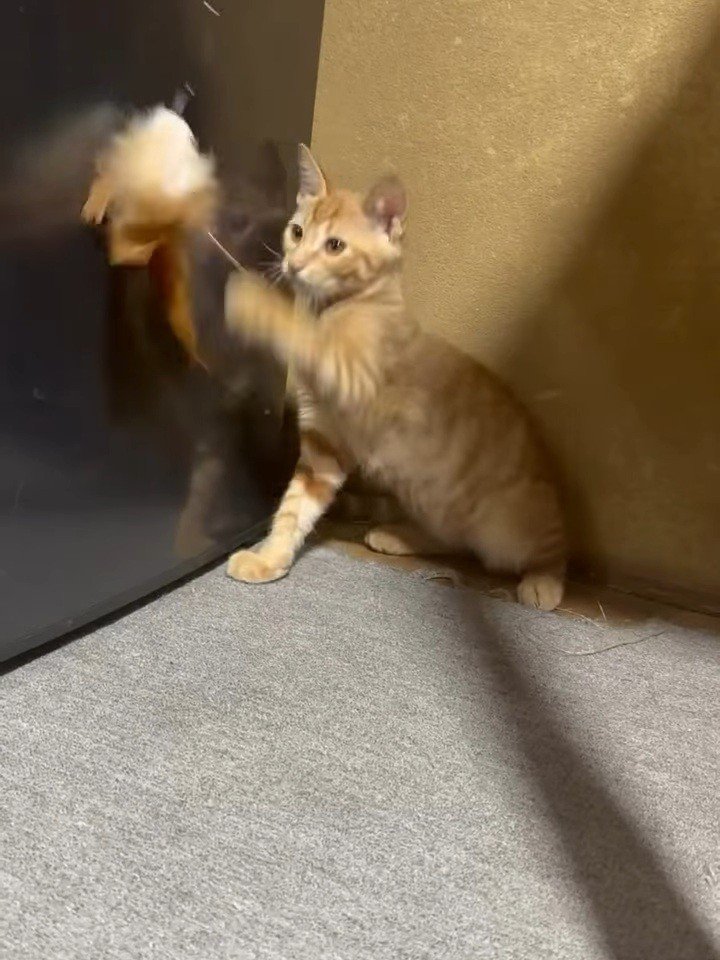 おもちゃで遊ぶ子猫