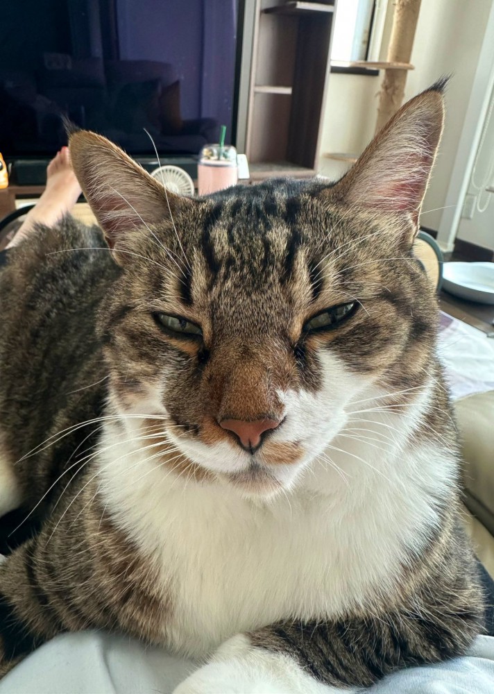 目を細めてくつろぐキジ白の顔