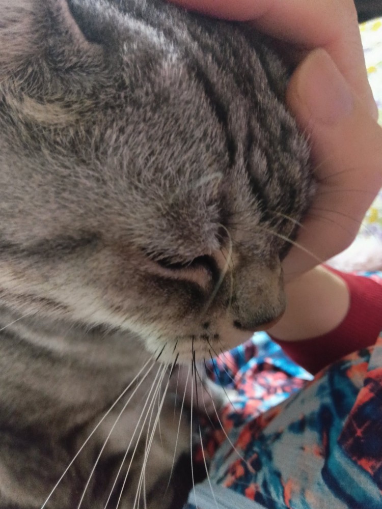 飼い主に撫でられる猫