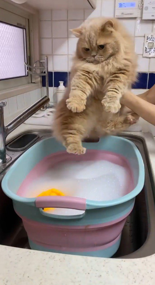 飼い主に抱っこされてシンクやってきたミヌエット