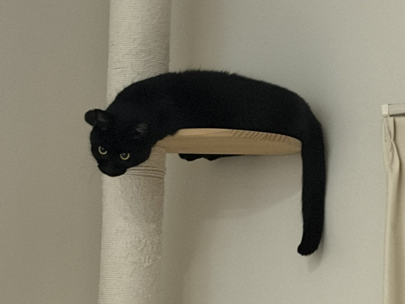 キャットタワーの上にいる黒猫の様子