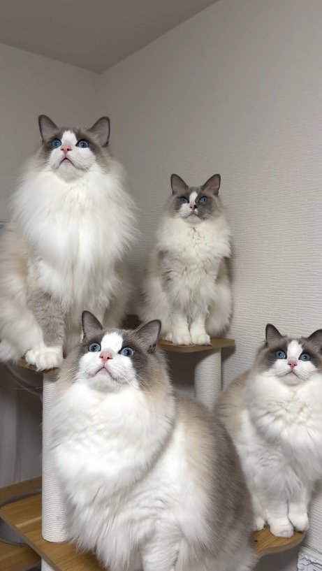 等間隔に並ぶ4頭の猫