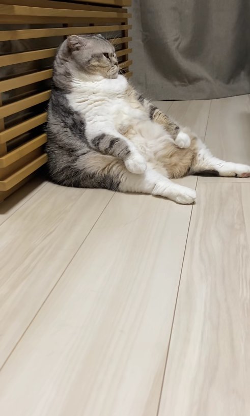 スコ座りをして正面を見つめる小夏ちゃんの横顔