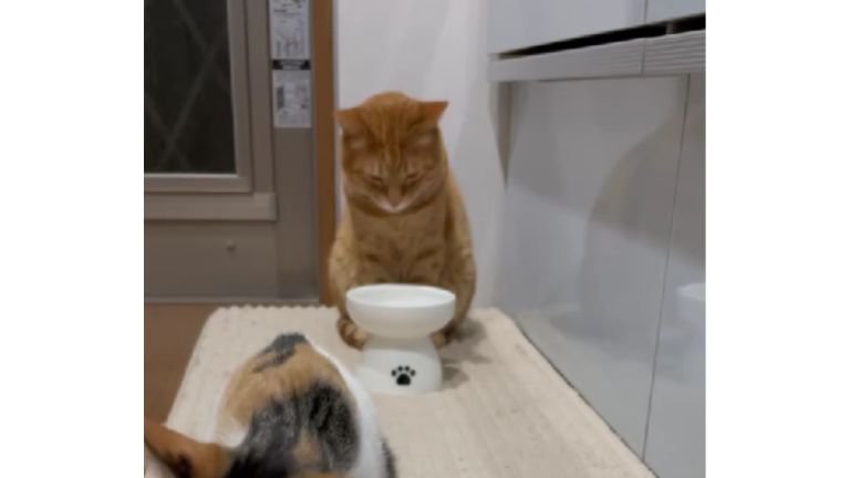キッチンにいる猫たち