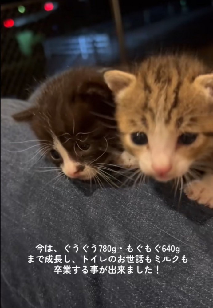 ソファで過ごす2匹の猫