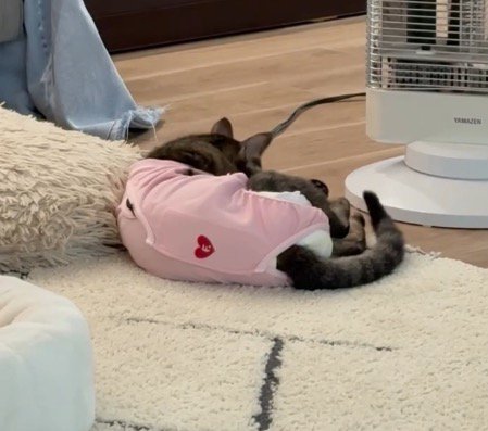 しっぽを振りながら毛繕いをする猫