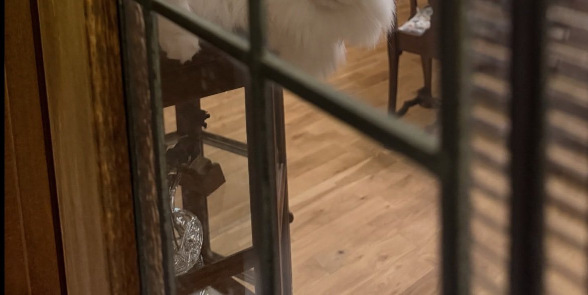 3匹の猫