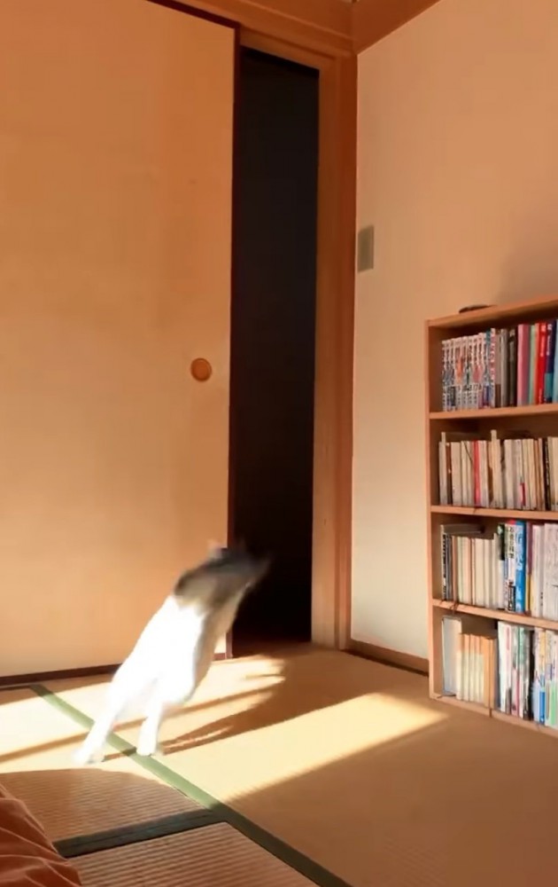 扉へと向かう猫