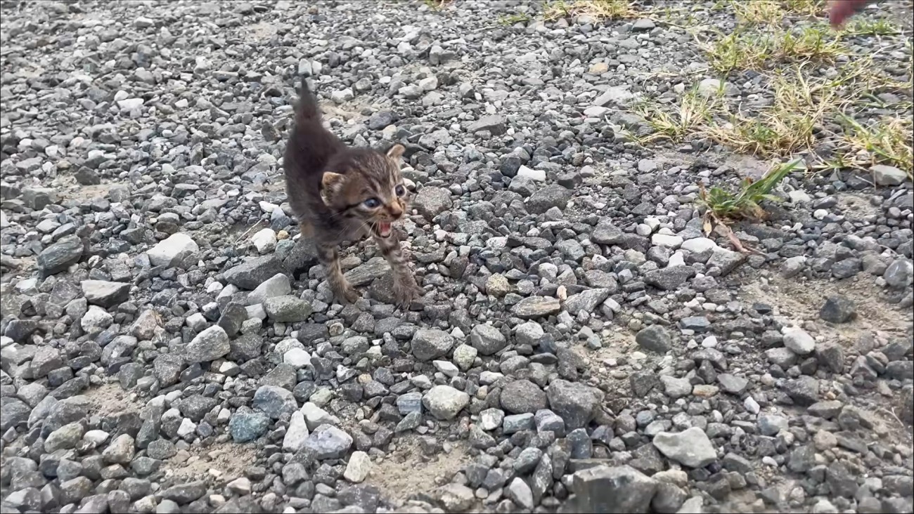 鳴いている子猫