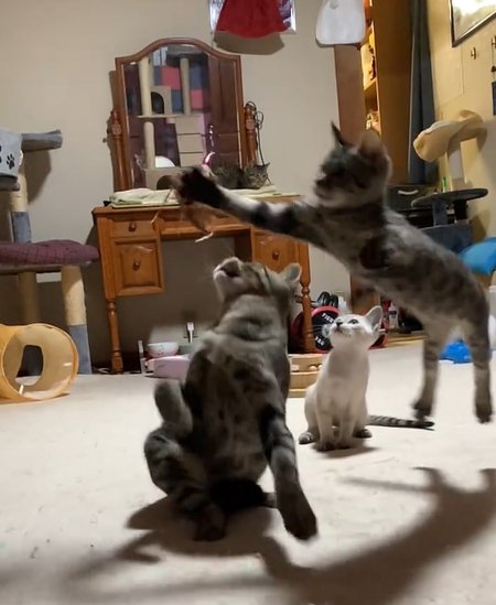 右側から4本の足を伸ばして跳んでくるキジトラ子猫