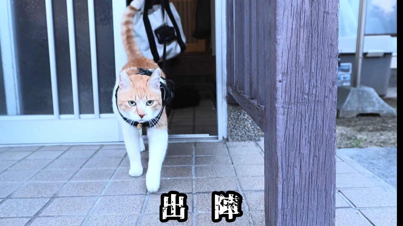 玄関から出る猫
