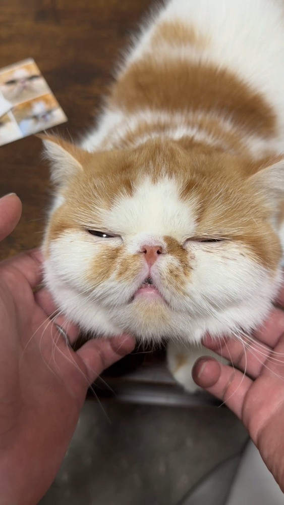 マッサージされる猫さん