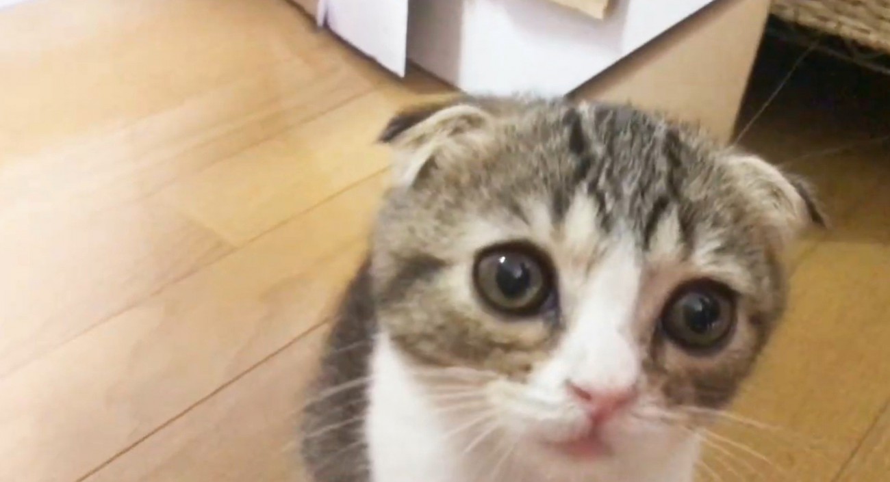 見上げる猫