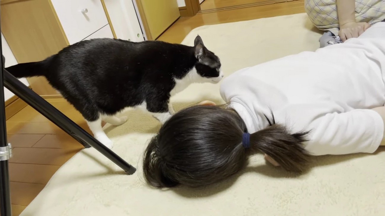 ハチワレ猫が人の体の匂いを嗅いでいる様子
