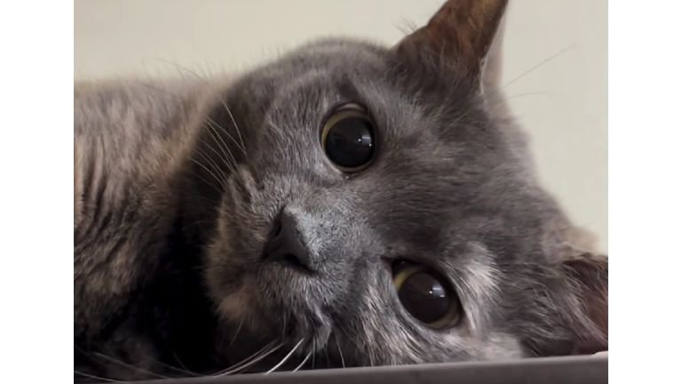 冷蔵庫上の猫