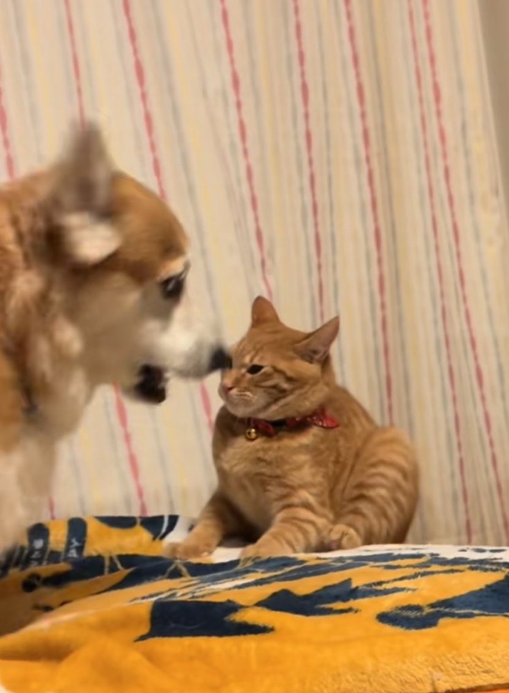 怒る犬