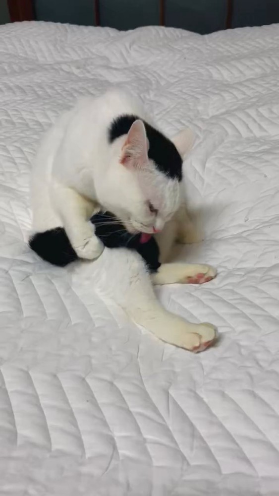 しっぽをなめる猫