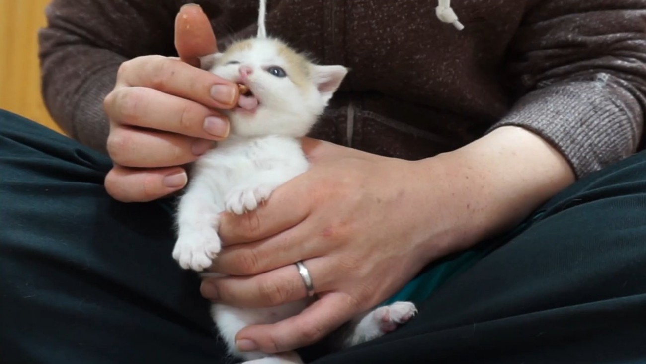 離乳食を食べさせてもらう子猫