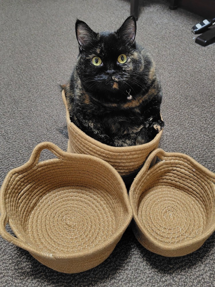 サビ猫が選んだかごに入って座る様子