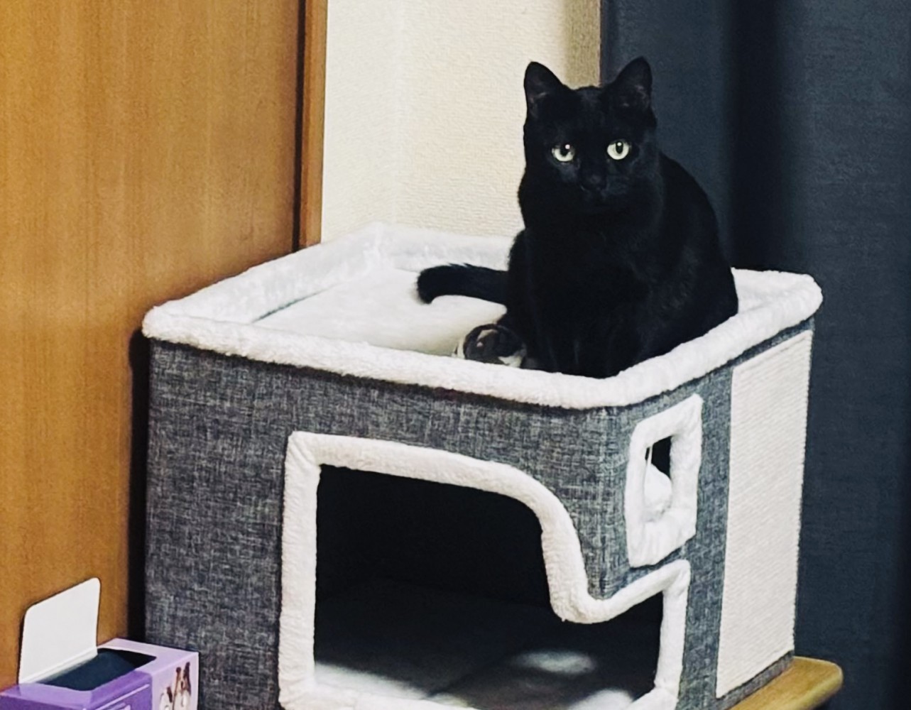 キャットハウスの屋根に座る黒猫