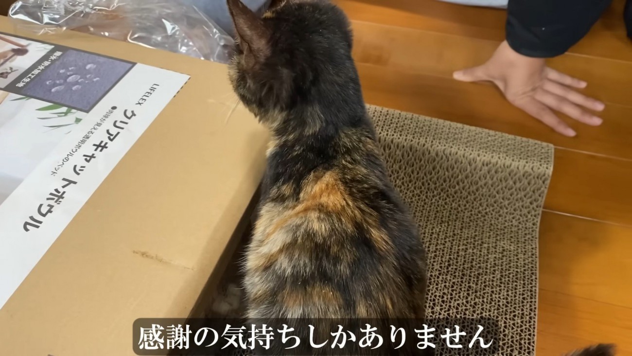 爪とぎにのる子猫