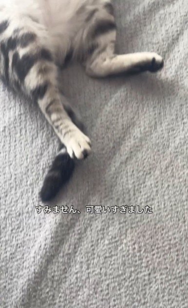絨毯の上で寝ている猫