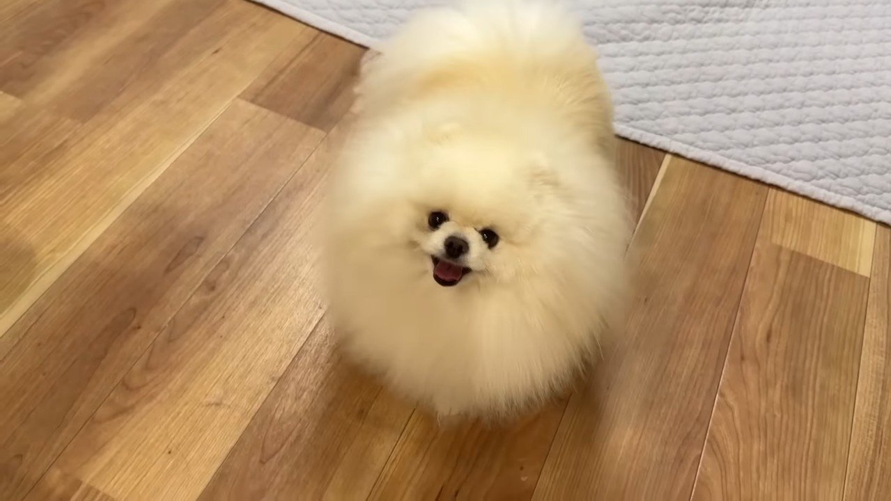 見上げるポテチくん