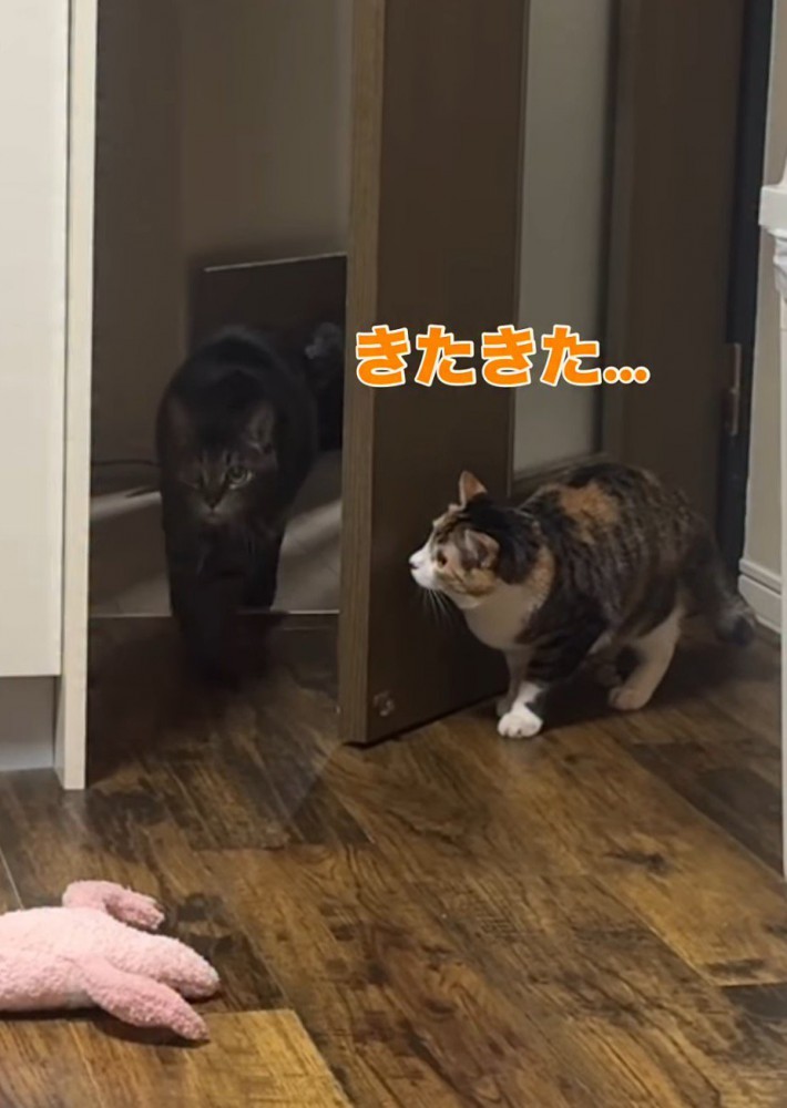 ドアに近づくキジトラ猫