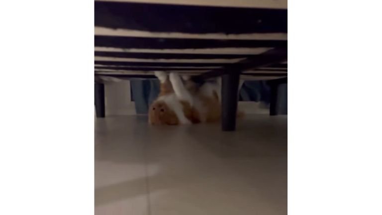 ベッド下にいる猫