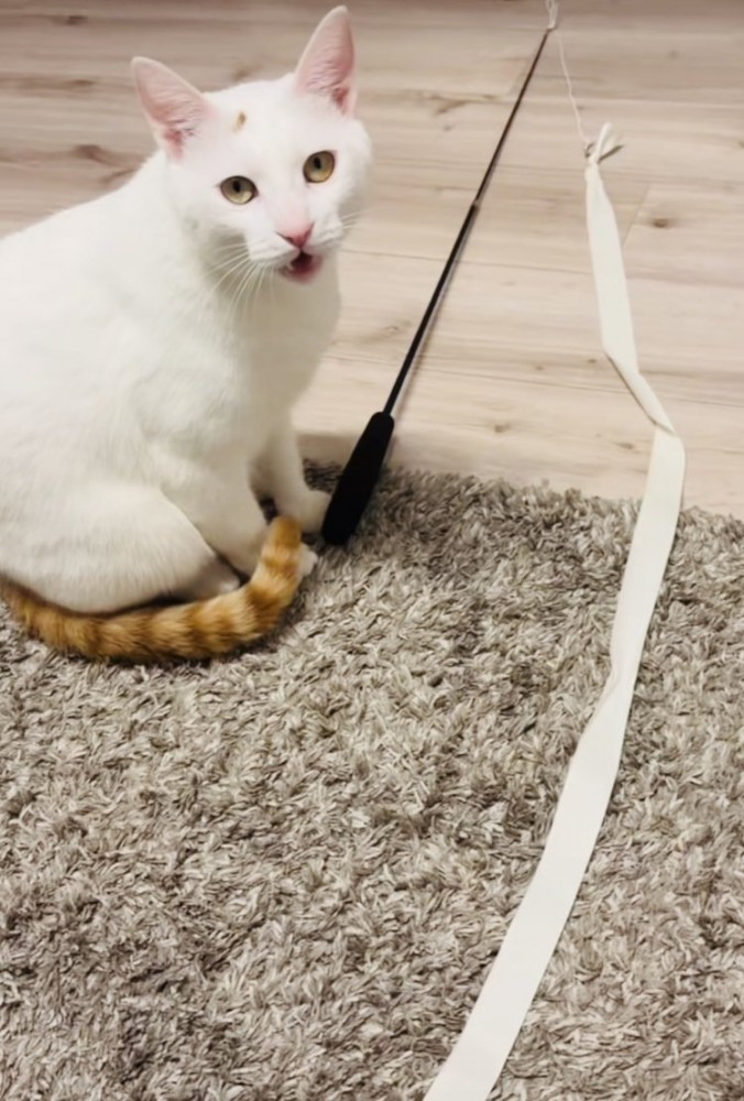 飼い主さんに向かって鳴く保護猫