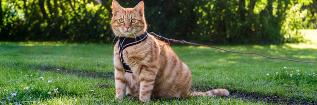 猫と外出する際に必要な準備と気をつける５つのこと