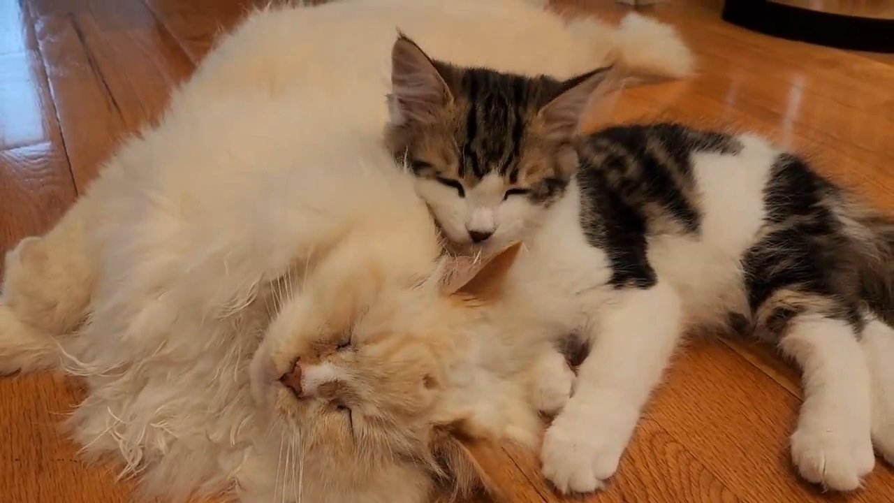 寝ている成猫と子猫