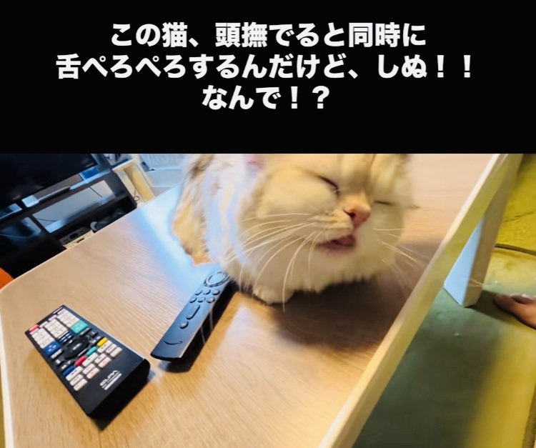 投稿主さんに頭を撫でられ舌をぺろぺろするミヌエット