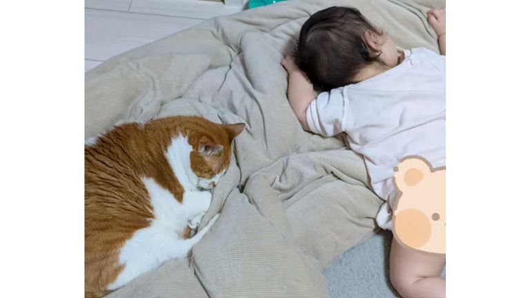 猫と赤ちゃん