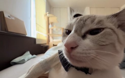 半目で画面左側を見つめる猫の顔アップ目