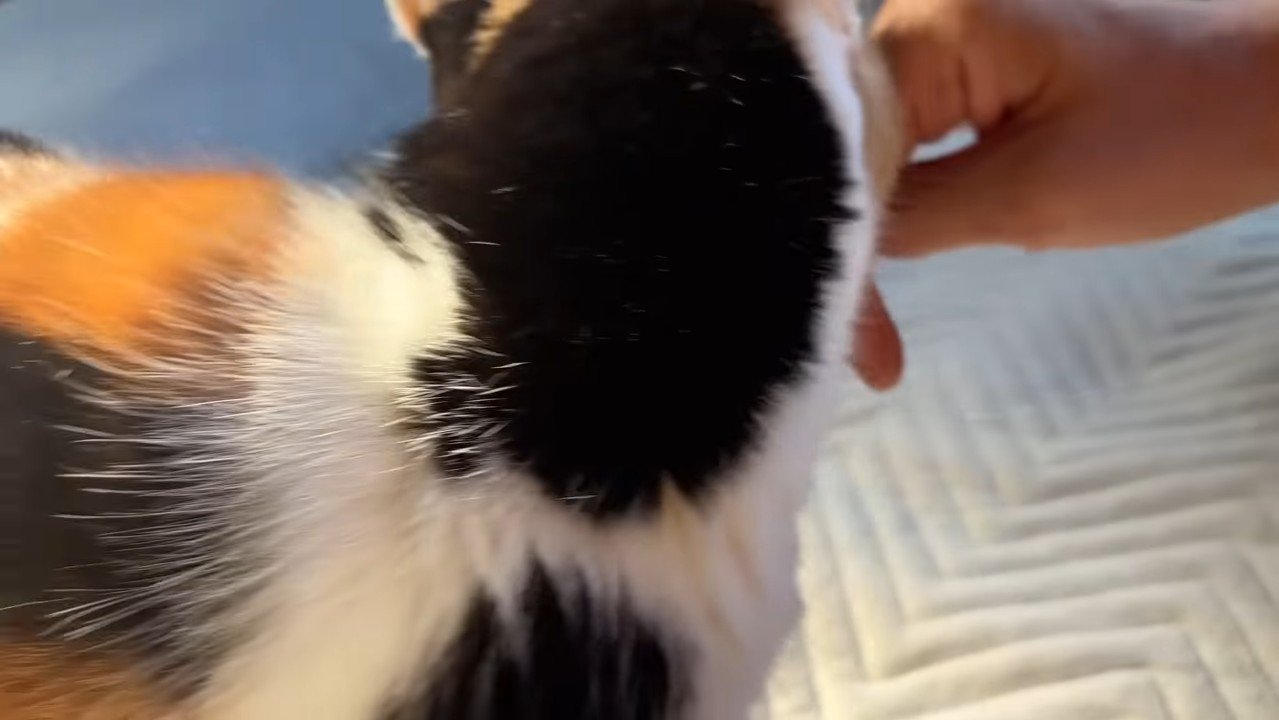 後頭部のアップ