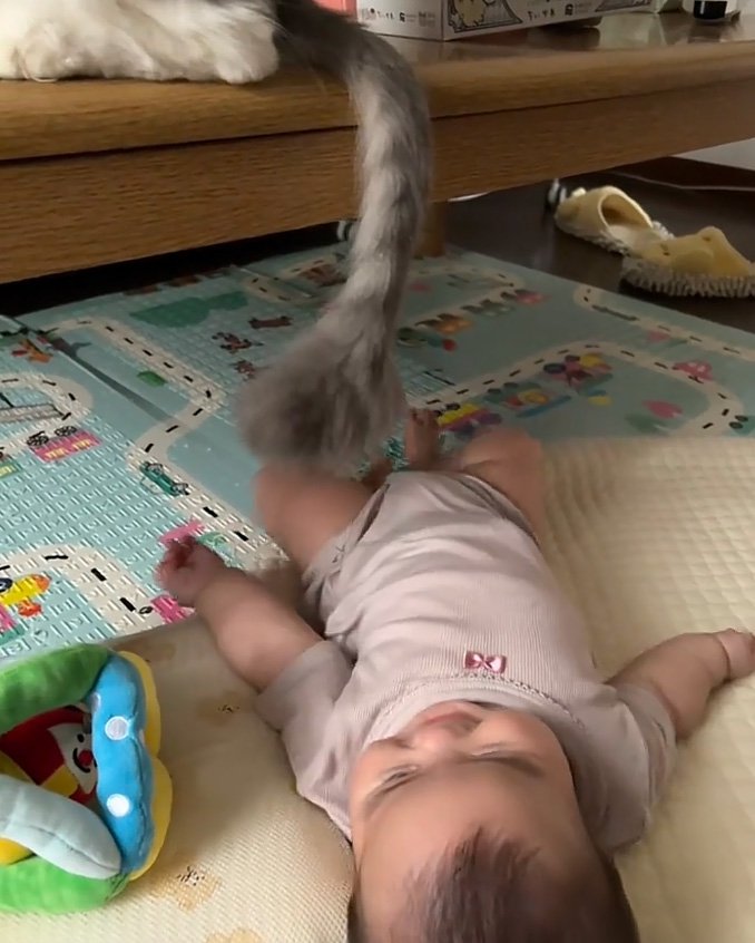 笑わせる猫