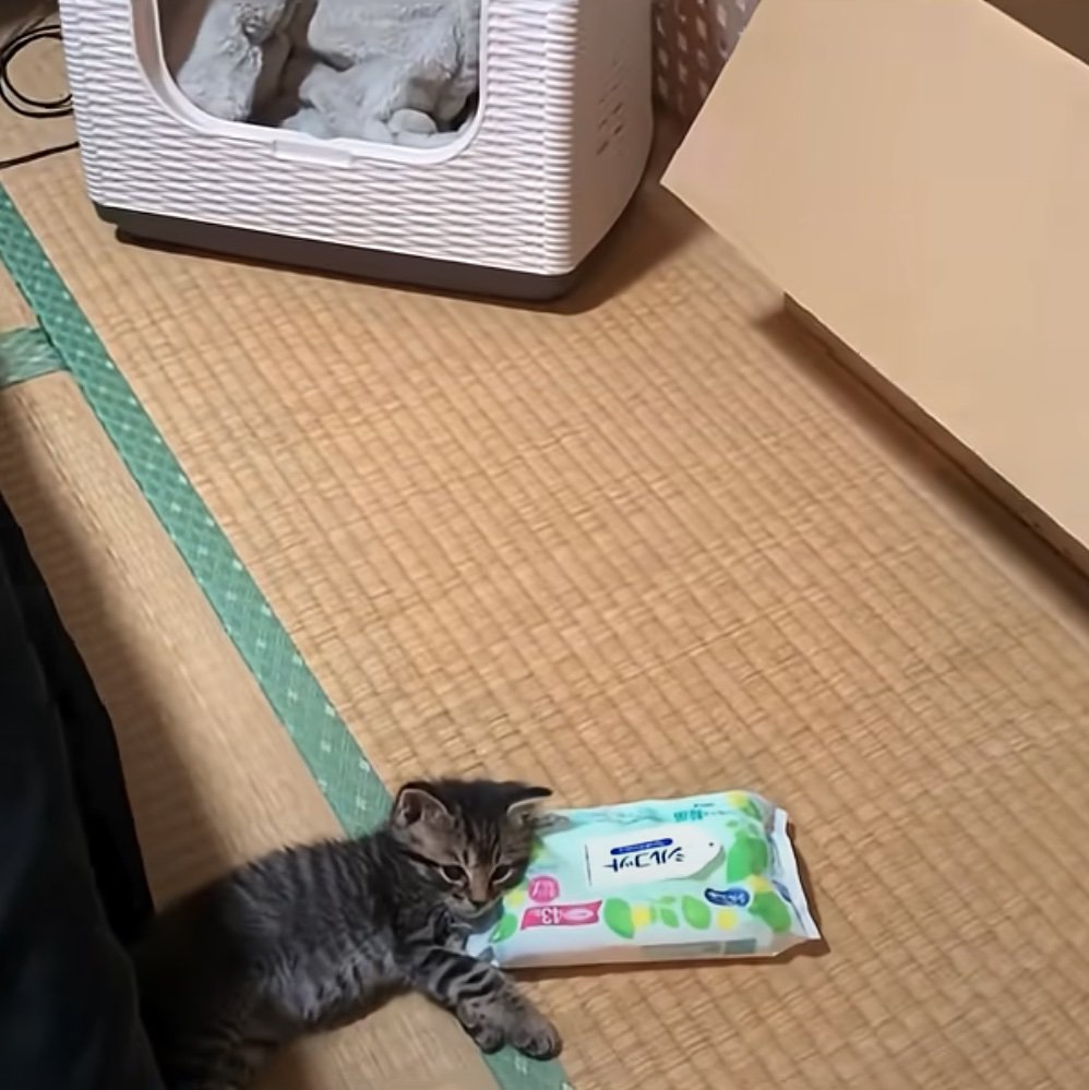 リラックスする子猫