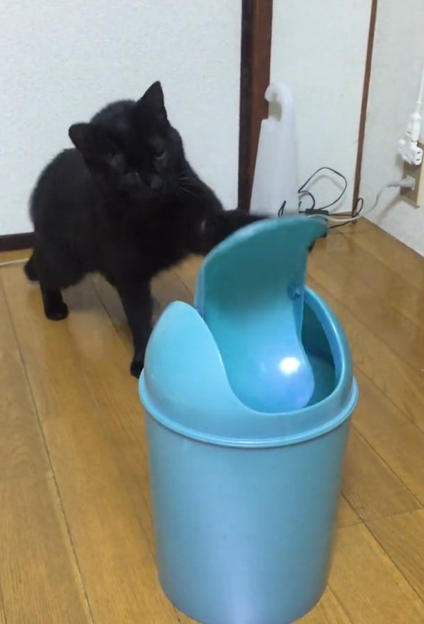 左手でパンチする猫