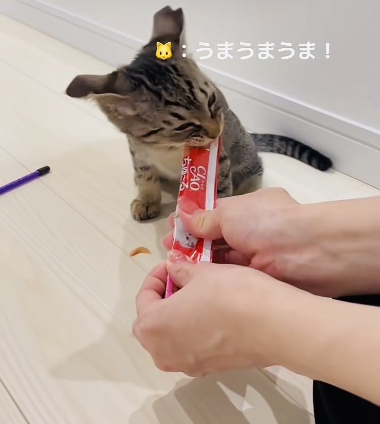 ママにおやつをもらう子猫