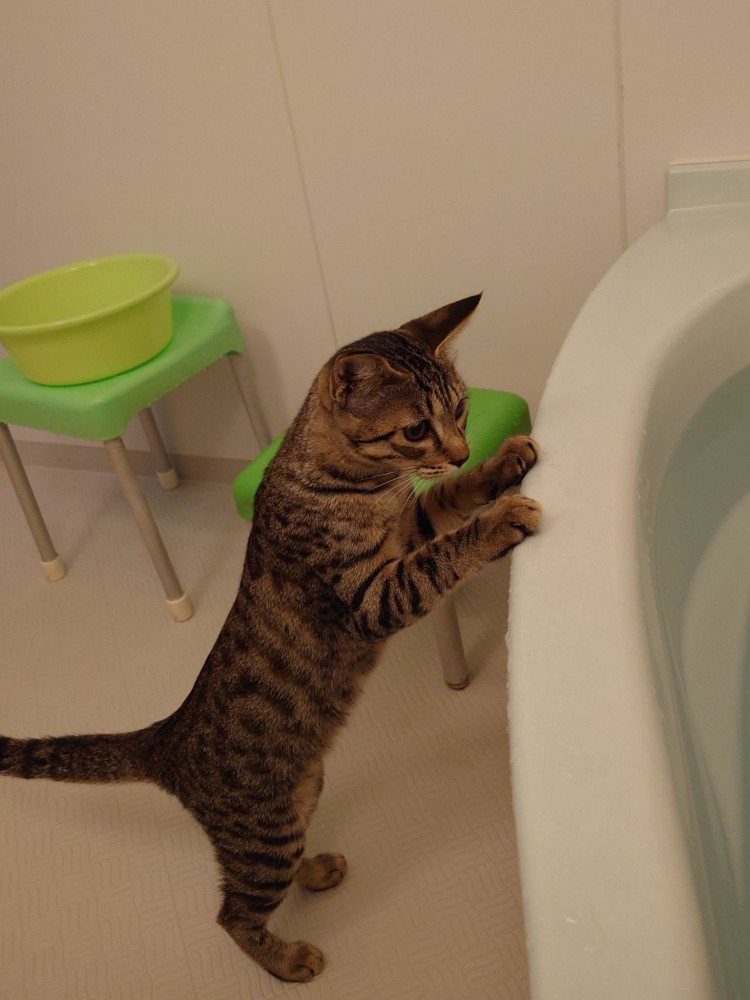 浴槽につかまり立ちする猫